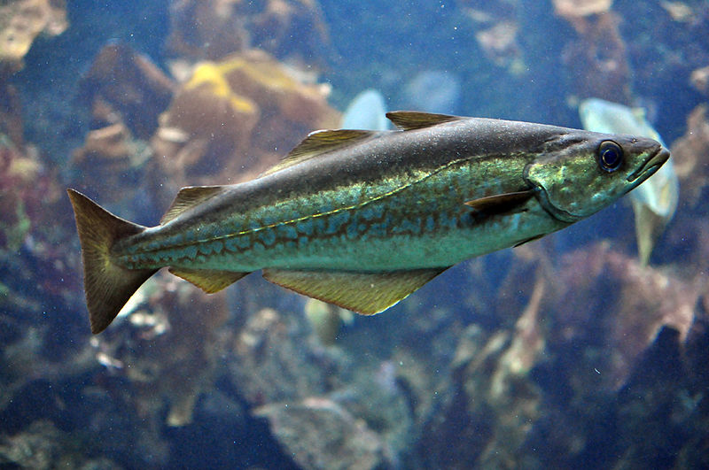 Schellfisch